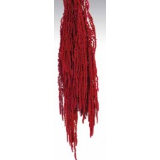 AMARANTHUS HANGING PRESERVED Red- OUT OF STOCK